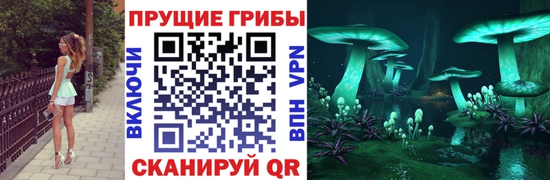 Галлюциногенные грибы Psilocybine cubensis  Ак-Довурак 
